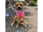Adopt Puddin a Carolina Dog