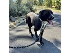Adopt Oreo a Pit Bull Terrier, Mixed Breed