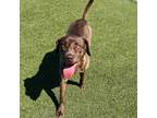 Adopt Maple a Labrador Retriever, Pit Bull Terrier