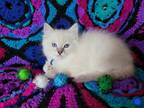 LuLu Berry Blue Lynx Boy Blue Collar