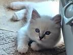 LuLu Berry's Seal Mitted Boy Red Collar