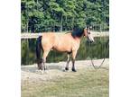 Grandma Safe Buckskin Registered Gelding