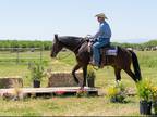 Ranch Versatilty/ Cow horse