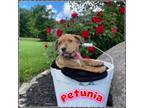 Adopt Petunia a Plott Hound, Mixed Breed