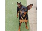 Adopt Coraline a Miniature Pinscher