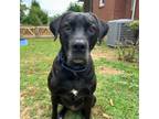 Adopt Pearl 2 a Boxer, Black Labrador Retriever