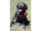 Adopt Cherry a American Staffordshire Terrier, Border Collie