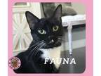 Adopt Fauna a Domestic Short Hair