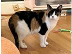 Adopt Ruby a Domestic Short Hair