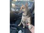 Adopt Dutchess a German Shepherd Dog