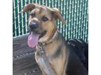 Adopt Shenanigans a Shepherd, Retriever