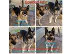 Adopt Pete a Shepherd