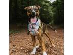 Adopt Lars a Fox Terrier
