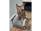 Adopt Dill a Tabby, Domestic Short Hair