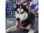 Adopt Tee a Husky