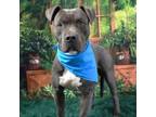 Adopt Theo a Pit Bull Terrier
