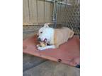 Adopt Ruby a Tan/Yellow/Fawn - with White American Pit Bull Terrier / Mixed dog