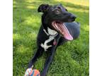 Adopt THOR a Border Collie