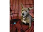 Adopt Baby a Gray/Blue/Silver/Salt & Pepper Pit Bull Terrier / Mixed dog in