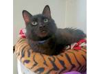 Adopt Cat 25430 (Muffin Man) a Maine Coon