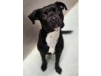 Adopt Dante a Boxer, Mixed Breed