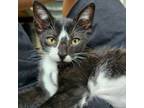 Adopt Gale a Domestic Short Hair, Siamese