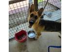 Adopt Dru a German Shepherd Dog