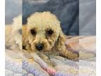 Cavalier King Charles Spaniel DOG FOR ADOPTION RGADN-1102409 - Fanta - Cavalier