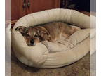 German Shepherd Dog-Pembroke Welsh Corgi Mix DOG FOR ADOPTION RGADN-1275867 -