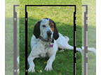 English Setter Mix DOG FOR ADOPTION RGADN-1275874 - Rusty *FOSTER HOME NEEDED* -