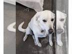 Labrenees DOG FOR ADOPTION RGADN-1275880 - MACKINNON (MAC) - Great Pyrenees /