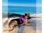 Shug DOG FOR ADOPTION RGADN-1275881 - Panda - German Shepherd Dog / Pug / Mixed