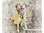Labrador Retriever Mix DOG FOR ADOPTION RGADN-1275894 - Harvard - Labrador