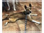 Jack Russell Terrier Mix DOG FOR ADOPTION RGADN-1275899 - Jack - Jack Russell