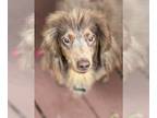 Dachshund DOG FOR ADOPTION RGADN-1275920 - Wayne - Dachshund (medium coat) Dog