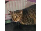 Adopt Tucker a Domestic Short Hair