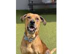 Adopt Bowser a Mastiff, Mixed Breed