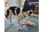 Adopt Spencer a Border Collie