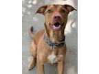 Adopt Enzo a Pit Bull Terrier