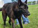 Adopt Onyx a Shepherd