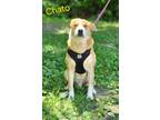 Adopt Chato a Shepherd, Labrador Retriever