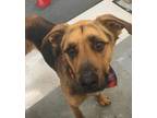 Adopt Zeus a Shepherd, Great Dane