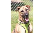 Adopt Lotto a German Shepherd Dog, Mixed Breed