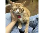 Adopt Apollo a Domestic Short Hair