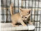 Adopt Jujube a Domestic Short Hair