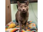 Adopt Lime--In Foster***ADOPTION PENDING*** a Domestic Short Hair