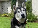 Adopt Blitz a Siberian Husky