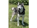 Adopt Stormy a Siberian Husky, Mixed Breed