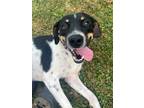 Adopt Edgar a Beagle, Cattle Dog