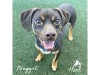 Adopt Nugget a Miniature Pinscher, Dachshund